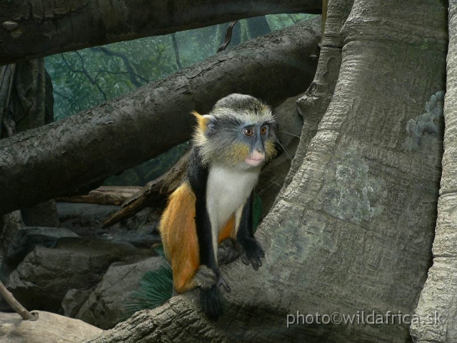 congo wolf 9.jpg - Wolf's Guenon (Cercopithecus wolfi).